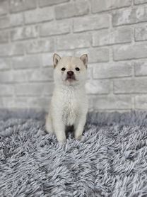 2025年12月6日生まれ　柴犬（白）男の子