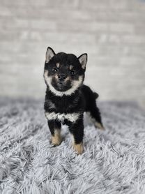 2025年12月6日生まれ　柴犬（黒）男の子（ご家族様が決まりました）