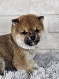 2025年12月18日生まれ　豆柴（赤）男の子