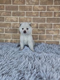 2025年12月27日生まれ 豆柴 白 女の子