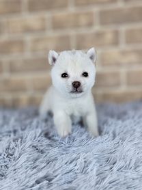 2025年12月12日生まれ　豆柴（白）女の子