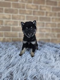 2025年12月12日生まれ　豆柴（黒）女の子