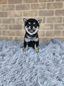 2025年12月12日生まれ　豆柴（黒）女の子