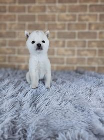 2025年12月12日生まれ　豆柴（白）男の子