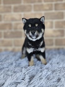 2025年12月28日生まれ 豆柴 黒 女の子(ご家族様が決まりました)