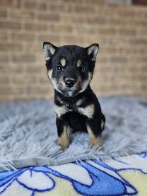 2025年12月28日生まれ 豆柴 黒 男の子